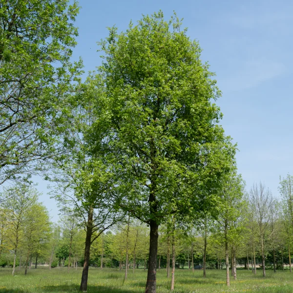 Quercus pubescens &ndash; Chêne pubescent