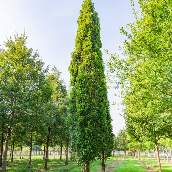 Quercus robur 'Fastigiate Koster' &ndash; Chêne pyramidal