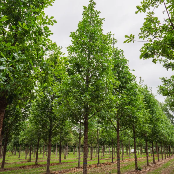 Quercus ×macdanielii HERITAGE ('Clemons') &ndash; Quercus robur 'Heritage'