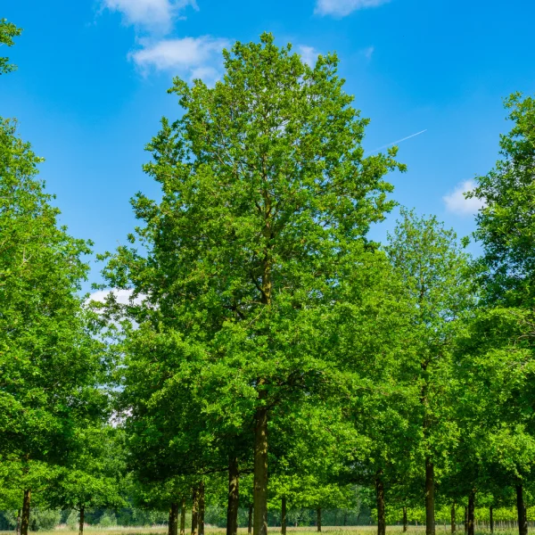 Quercus robur – Chêne pédonculé, Chêne commun, Chêne d'Angleterre