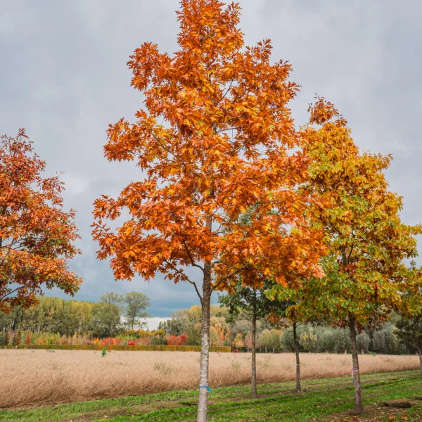 Quercus rubra &ndash; Chêne rouge d'Amérique