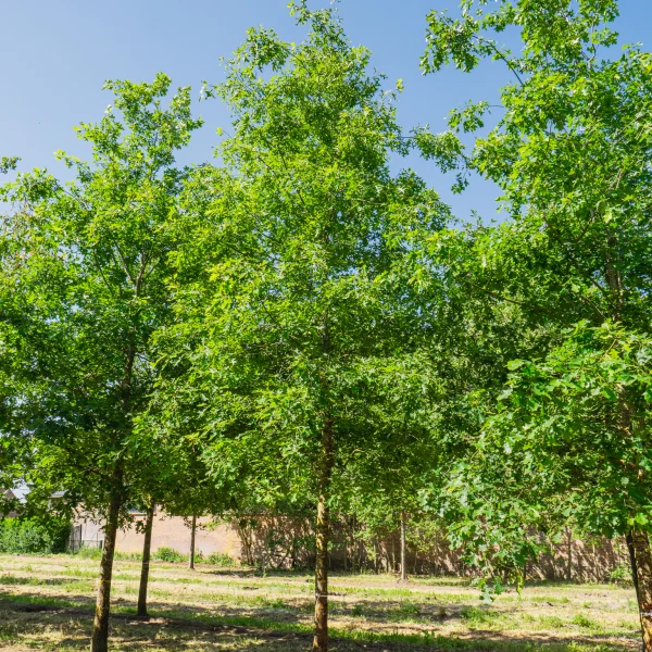 Quercus shumardii &ndash; Chêne de Shumard