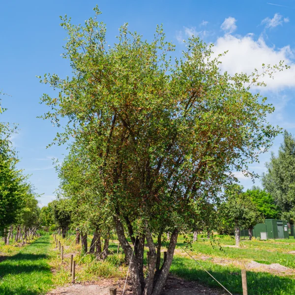 Quercus suber &ndash; Chêne liège, Corcier, Sûrier