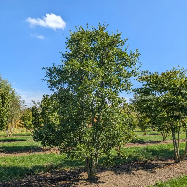 Quercus trojana &ndash; Chêne de Macédoine, Chêne de Troie
