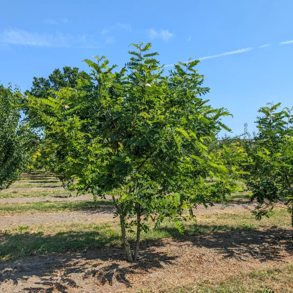 Robinia viscosa &ndash; Robinia visqueux