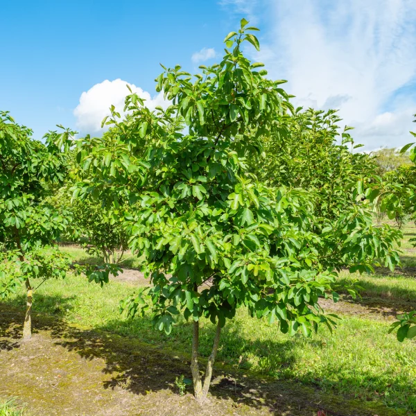 Sassafras albidum &ndash; Sassafras, Laurier des Iroquois