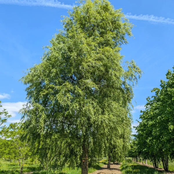 Salix ×sepulcralis 'Chrysocoma' &ndash; Saule pleureur