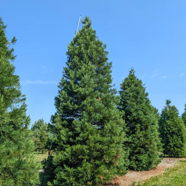 Sequoiadendron giganteum &ndash; Sequoia de Californie