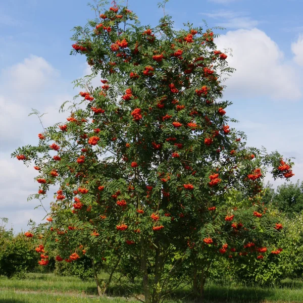 Sorbus aucuparia &ndash; Sorbier commun, Sorbier des oiseleurs