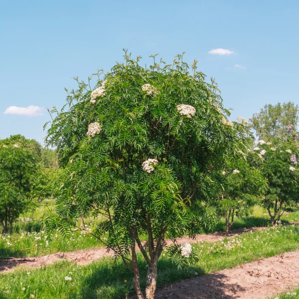 Sorbus 'Dodong' – Sorbus 'Dodong'