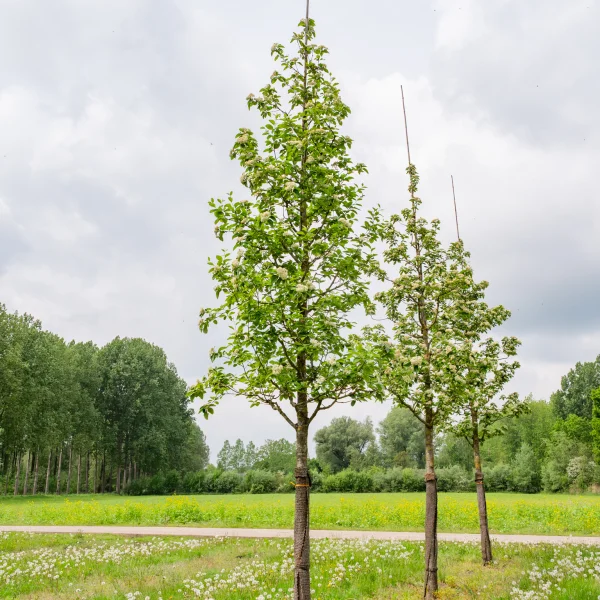 Sorbus latifolia 'Henk Vink' &ndash; Sorbus latifolia 'Henk Vink'
