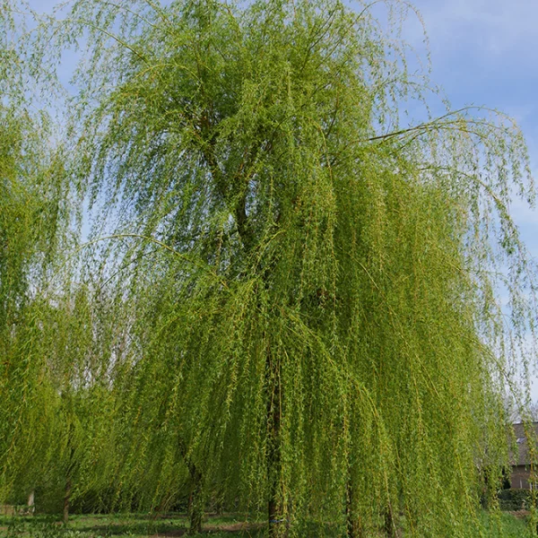 Salix ×sepulcralis 'Chrysocoma' – Saule pleureur
