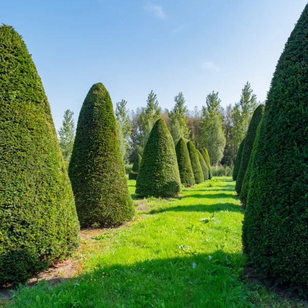 Taxus baccata – If commun