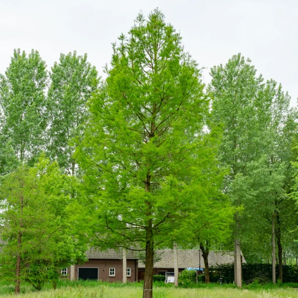 Taxodium distichum &ndash; Cyprès chauve, Cyprès de la Louisiane