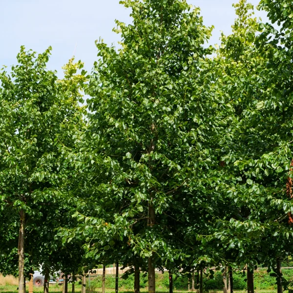 Tilia ×europaea 'Euchlora' &ndash; Tilleul d Crimeé