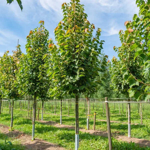 Tilia henryana – Tilleul de Henry