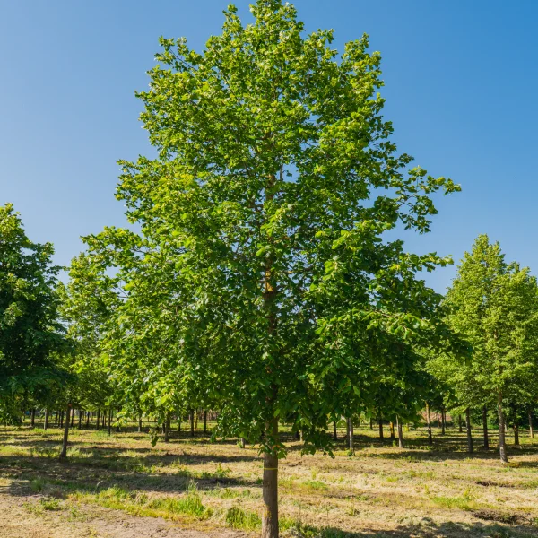 Tilia platyphyllos &ndash; Tilleul à grandes feuilles