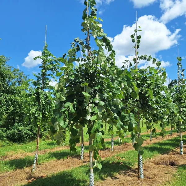 Tilia tomentosa 'Pendula' &ndash; Tilia tomentosa 'Pendula'