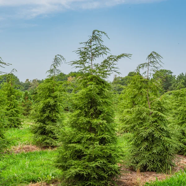 Tsuga canadensis – Tsuga commun, Sapin ciguë