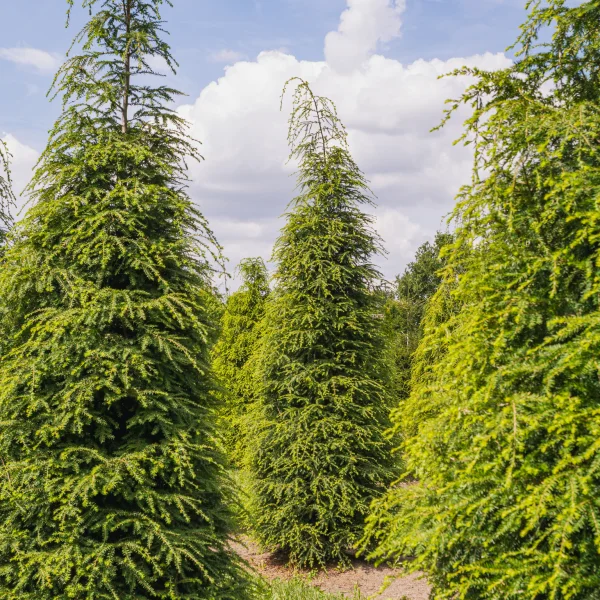 Tsuga canadensis &ndash; Tsuga commun, Sapin ciguë