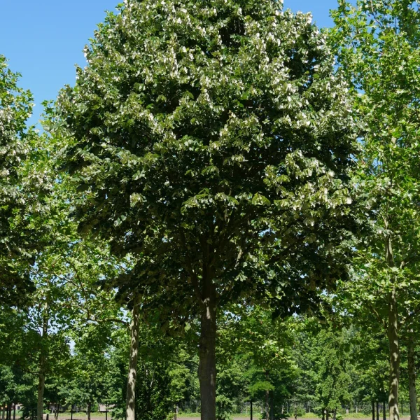 Tilia tomentosa – Tilleul argenté