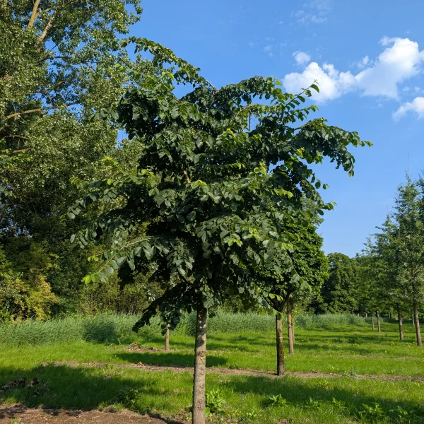 Ulmus glabra 'Pendula' &ndash; Orme pleureur