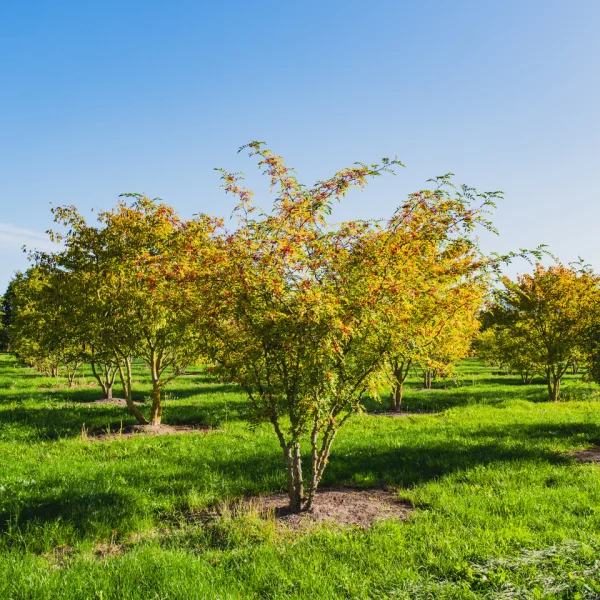 Zanthoxylum simulans – Poivrier du Sichuan, Clavalier