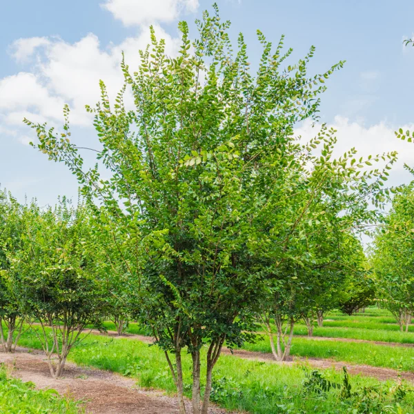 Zelkova carpinifolia – Orme de Caucase