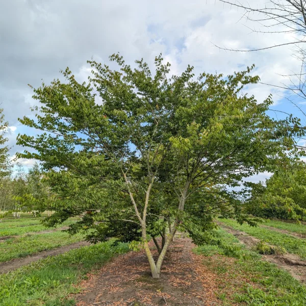 Zelkova serrata – Zelkova du Japon