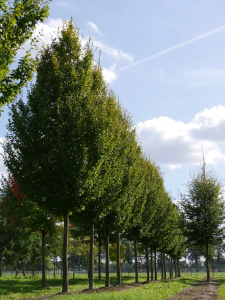 carpinus-betulus-frans-fontaine-carpinus-betulus-frans-fontaine