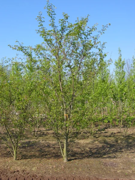Prunus ×subhirtella 'Autumnalis Rosea' | Prunus ×subhirtella ...